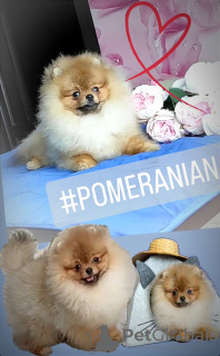 Photo №1. pomeranian - for sale in the city of Minsk | 302$ | Announcement № 99173