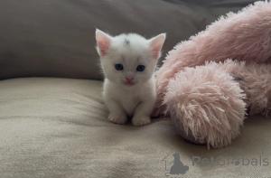 Photo №1. munchkin - for sale in the city of Butzbach | 361$ | Announcement № 178173