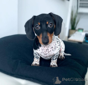 Photo №4. I will sell dachshund in the city of Richmond. breeder - price - 600$