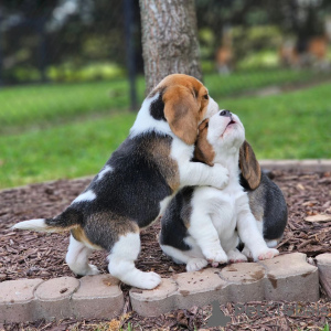 Photo №2 to announcement № 128466 for the sale of beagle - buy in Germany private announcement