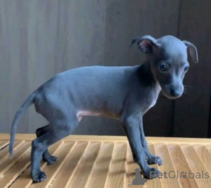 Photo №1. italian greyhound - for sale in the city of Counterus Coolov | negotiated | Announcement № 170665