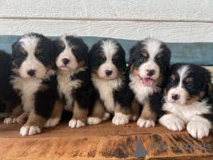 Photo №1. bernese mountain dog - for sale in the city of Vienna | negotiated | Announcement № 132051