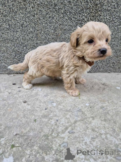 Photo №3. Mini Maltipoo. Serbia