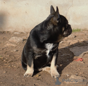 Additional photos: Boy black and tan