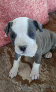 Photo №3. Blue American Staffordshire Terrier puppies. Serbia