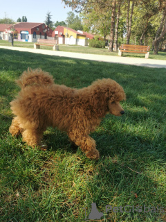 Photo №4. I will sell poodle (toy) in the city of Belgrade. breeder - price - negotiated