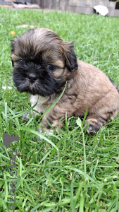 Photo №4. I will sell yorkshire terrier, kavapu, lhasa apso, maltipu, pug, pekingese, poodle (dwarf), poodle (royal), french bulldog, shih tzu in the city of Riga. private announcement, from nursery, breeder - price - 659$