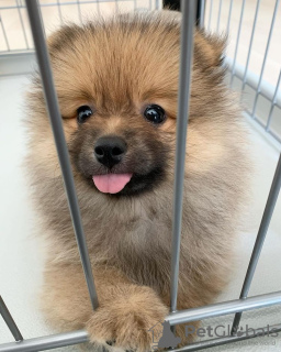 Additional photos: Pomeranian baby