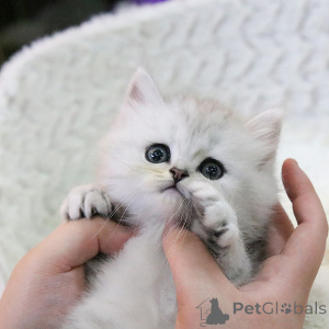 Photo №2 to announcement № 156572 for the sale of persian cat - buy in Belarus breeder
