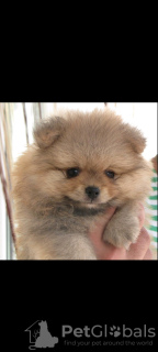 Additional photos: Sale Pomeranian from Belarus, Minsk