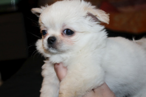 Photo №1. chihuahua - for sale in the city of Velikiy Novgorod | 392$ | Announcement № 3939
