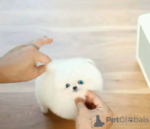 Photo №1. pomeranian - for sale in the city of Brussels | negotiated | Announcement № 162798
