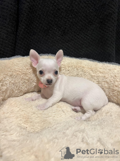 Photo №2 to announcement № 84076 for the sale of chihuahua - buy in United States private announcement