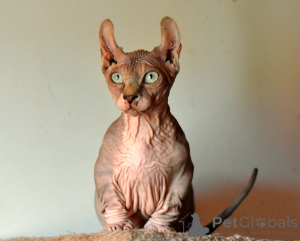 Photo №1. bambino - for sale in the city of Legnica | 2353$ | Announcement № 146284