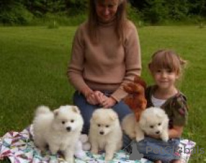 Photo №1. samoyed dog - for sale in the city of Ikaalinen | negotiated | Announcement № 55345
