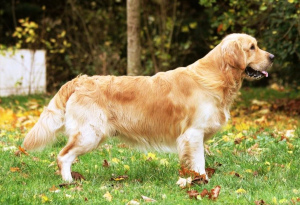 Photo №1. Mating service - breed: golden retriever. Price - 592$