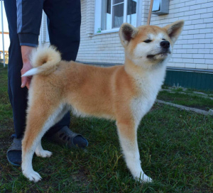 Photo №3. Chic puppies Akita Inu. Russian Federation