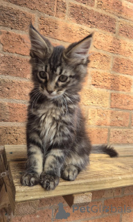 Photo №2 to announcement № 153872 for the sale of maine coon - buy in Germany private announcement