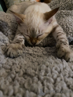 Photo №4. I will sell bengal cat in the city of Aarbergen.  - price - Is free