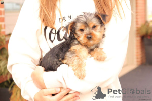 Photo №1. yorkshire terrier - for sale in the city of Überlingen | 400$ | Announcement № 63839