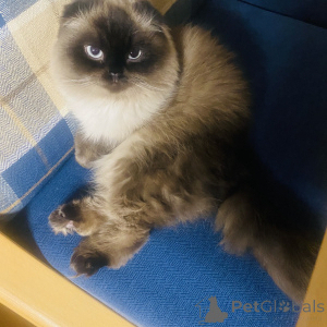 Photo №1. Mating service - breed: scottish fold. Price - 103$