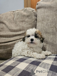 Photo №1. bichon frise, maltese dog - for sale in the city of Villach | 471$ | Announcement № 144495