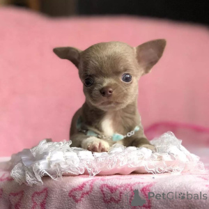 Photo №2 to announcement № 168176 for the sale of chihuahua - buy in United States breeder