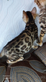 Additional photos: Bengal kittens