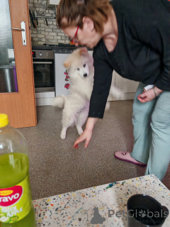 Photo №3. Samoiedu Welpen. Austria