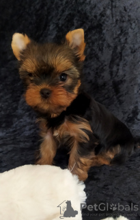 Photo №1. yorkshire terrier - for sale in the city of Балыкесир | 500$ | Announcement № 43730