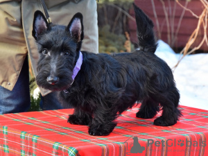 Photo №3. Scottish terrier puppies (Scotch Terrier). Russian Federation