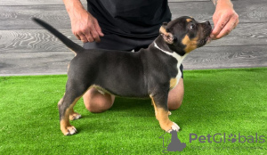 Photo №2 to announcement № 106320 for the sale of american bully - buy in Bosnia and Herzegovina breeder