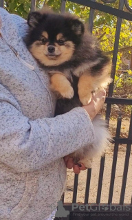 Additional photos: Pomeranian BOO Puppies of the highest quality