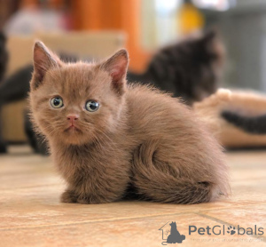 Photo №1. munchkin - for sale in the city of Erftstadt | 361$ | Announcement № 177972
