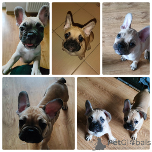 Photo №1. french bulldog - for sale in the city of Warsaw | 677$ | Announcement № 40302