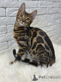 Photo №2 to announcement № 112029 for the sale of bengal cat - buy in United States private announcement, from nursery, breeder