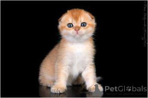 Photo №2 to announcement № 155825 for the sale of scottish fold - buy in Russian Federation from nursery
