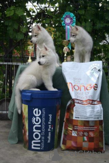 Photo №2 to announcement № 106621 for the sale of siberian husky - buy in Serbia 