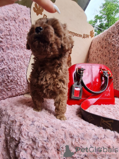 Additional photos: DARK RED TOY POODLE