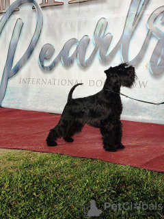 Additional photos: Miniature Schnauzer puppies