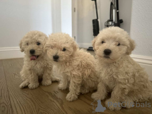 Photo №1. maltipu - for sale in the city of Bayerbach | 847$ | Announcement № 150135