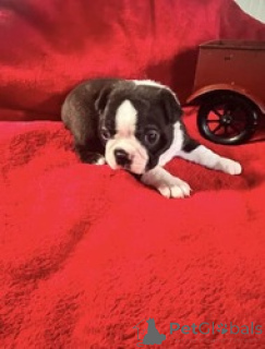 Photo №2 to announcement № 168841 for the sale of boston terrier - buy in Isle of Man breeder