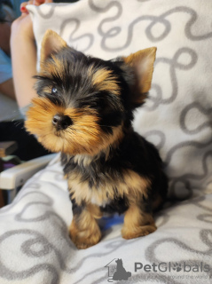 Photo №2 to announcement № 34224 for the sale of yorkshire terrier - buy in Serbia breeder