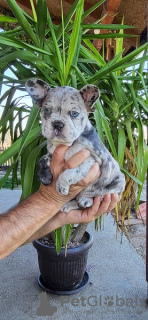 Additional photos: French Bulldog Merle Puppies