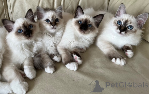 Photo №1. birman - for sale in the city of Heinävesi | Is free | Announcement № 176800