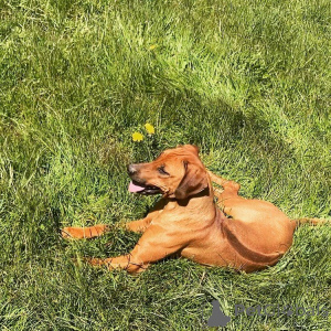 Photo №4. I will sell rhodesian ridgeback in the city of Sprimont. breeder - price - 1553$
