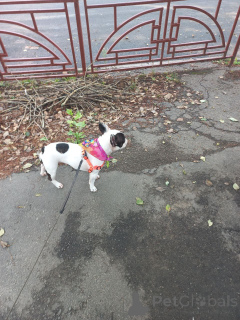 Photo №1. french bulldog - for sale in the city of Glasgow | negotiated | Announcement № 151725