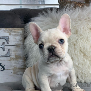 Photo №1. french bulldog - for sale in the city of Килкенни | 329$ | Announcement № 130010