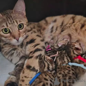 Photo №2 to announcement № 167265 for the sale of bengal cat - buy in Germany private announcement