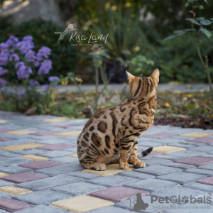 Photo №2 to announcement № 15917 for the sale of bengal cat - buy in Russian Federation private announcement, from nursery, breeder